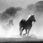 horses-430441_1280