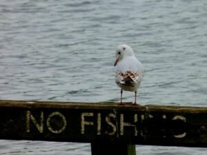 no-fishing-4848114_1280