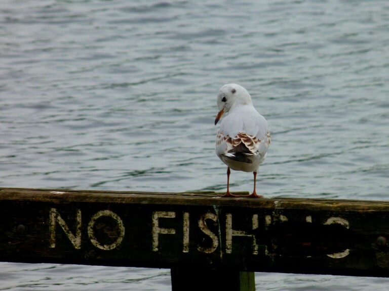 no-fishing-4848114_1280